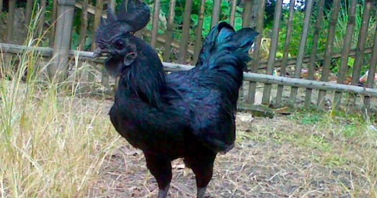 El curioso caso de los pollos completamente negros