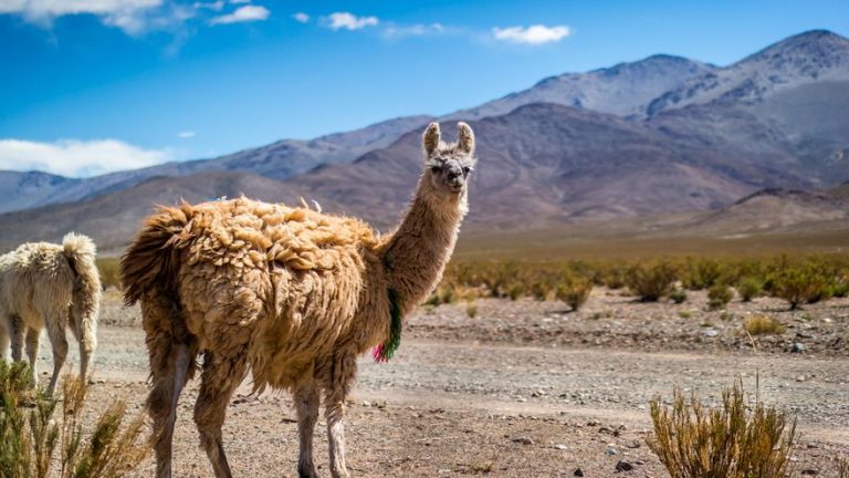 Unos anticuerpos generados por las llamas podrían servir como tratamiento contra el Covid-19