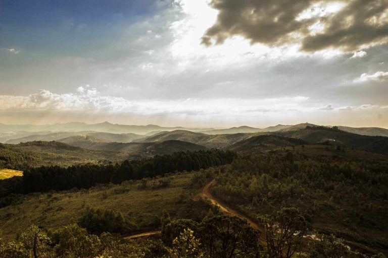 Bosque Endesa, reforestar terrenos incendiados