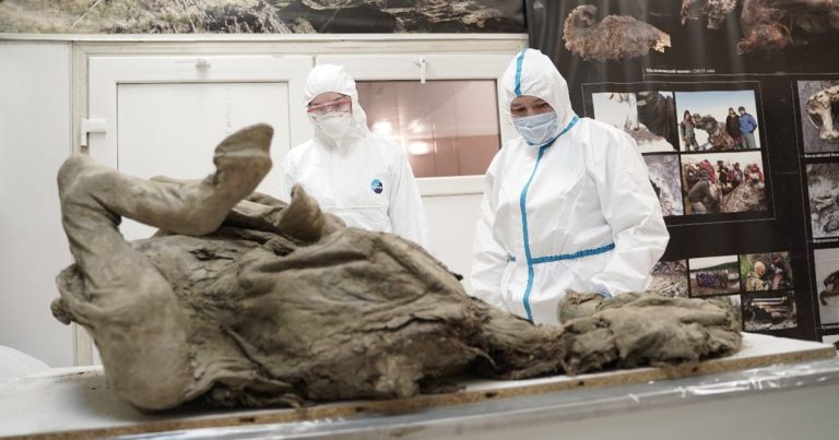 Paleovirus, la búsqueda de virus prehistóricos para evitar problemas en el futuro