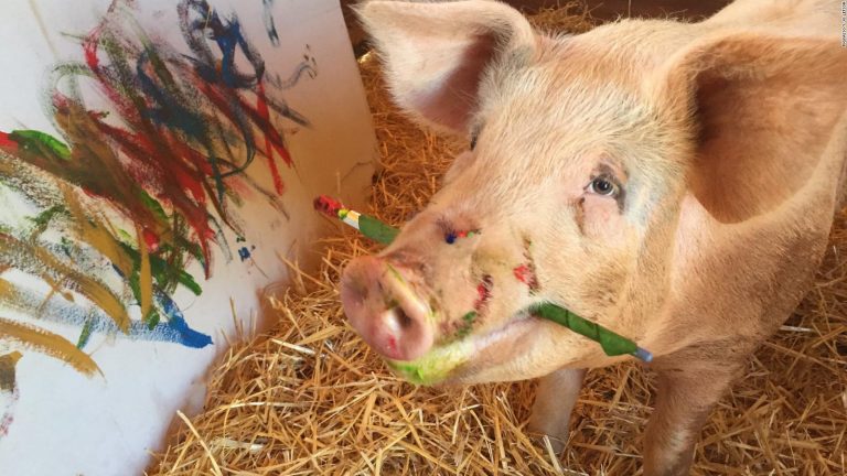 «Pigcasso», el cerdo artista que vende cuadros por miles de dólares | Video
