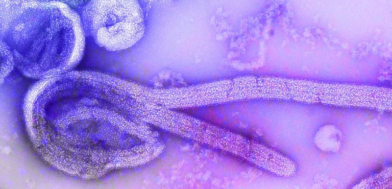 «El futuro que viene» (y 3)Sabemos que 827.000 virus pandémicos podrían dar el salto a humanos en cualquier momento ¿Es evitable?