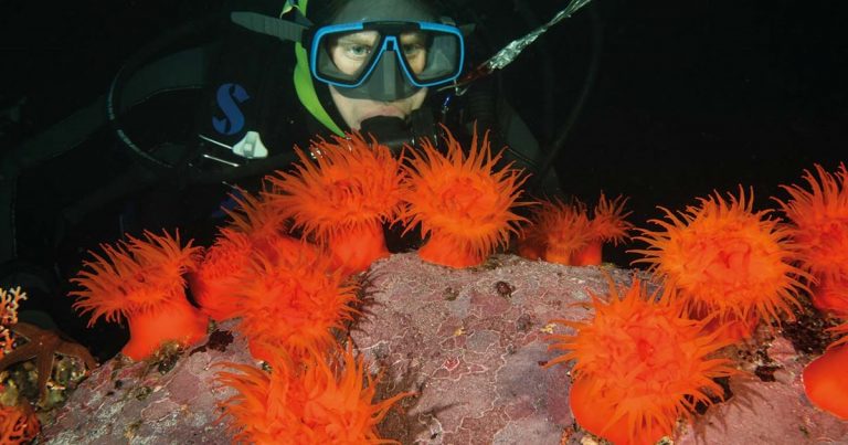 Lo que ocultan los fiordos de la Patagonia