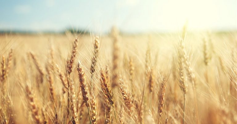 Relacionan la fertilización con nitrógeno con el aumento de celíacos