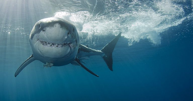 Los tiburones usan el campo magnético terrestre para desplazarse