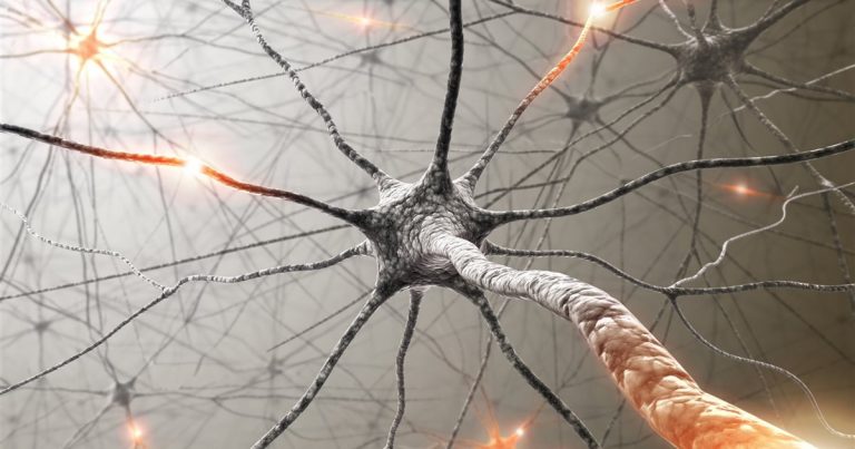 ¿Por qué las neuronas humanas son tan importantes?