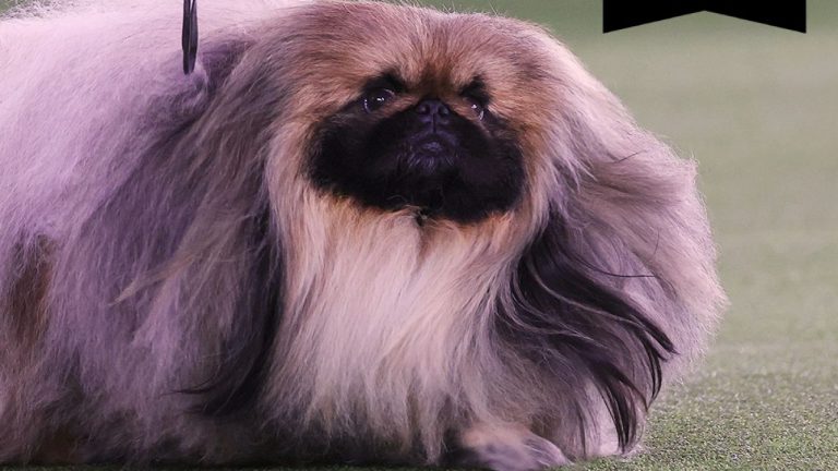 Conoce a Wasabi, el perro más guapo del mundo