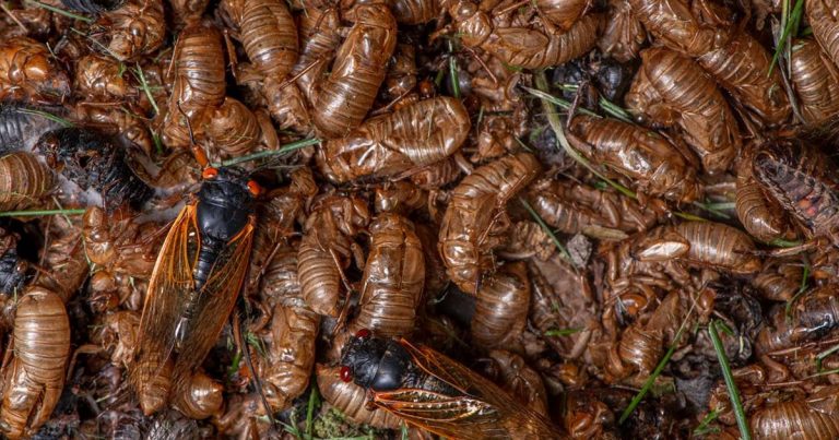 Invasión de cigarras en el este de Estados Unidos