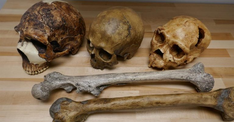 El clima cambió el tamaño del cuerpo humano