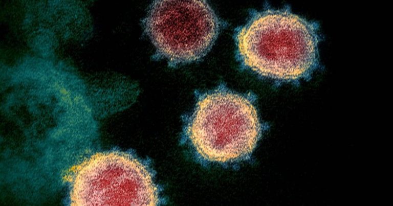 Un coronavirus ya arrasó Asia hace 25.000 años