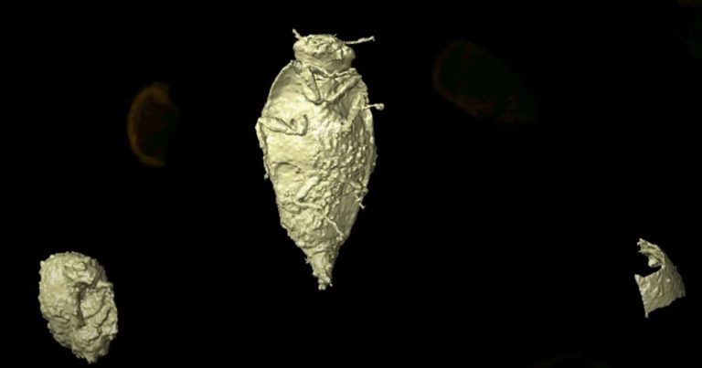 Descubierta una nueva especie de escarabajo en las heces fósiles de un dinosauriforme