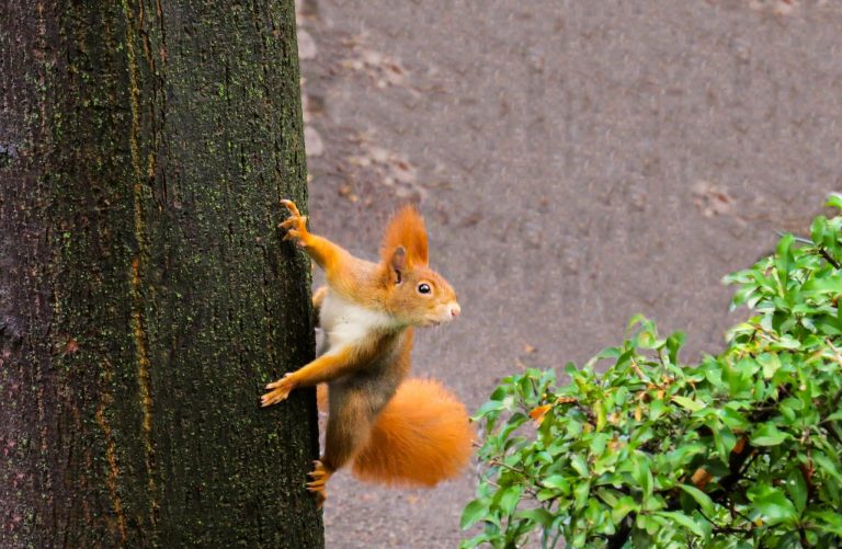 Las ardillas «hacen parkour» para saltar y no caerse de los árboles