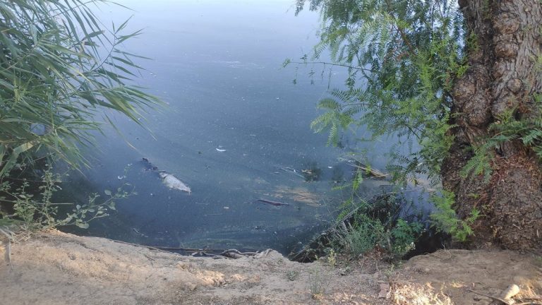 IU advierte de la «falta de limpieza» en los estanques del Parque de Miraflores en Sevilla