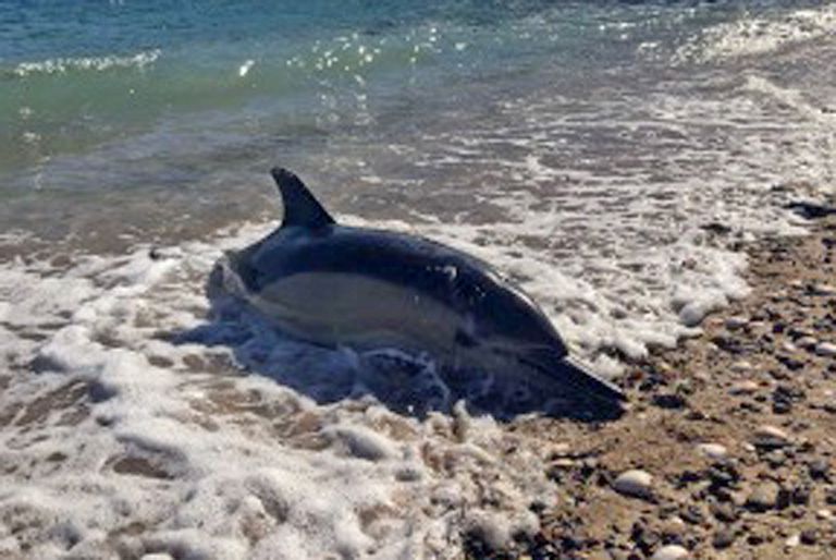 Río Negro: ya son 35 los delfines muertos y estiman que fallecieron debido a estrés