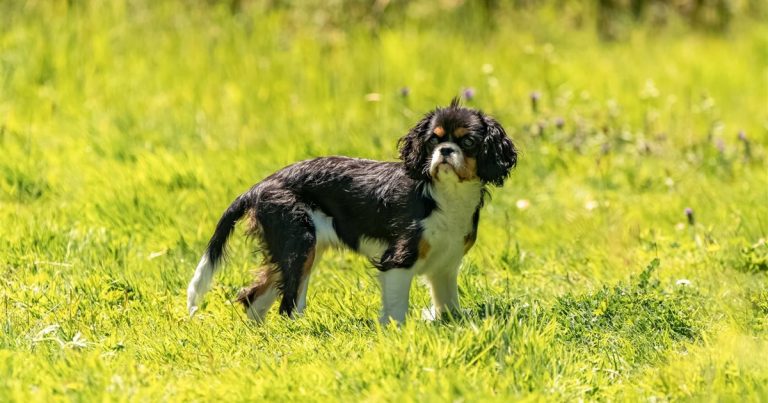 La desventura genética del Cavalier King Charles Spaniel