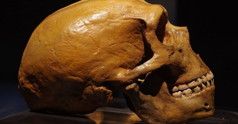 Los neandertales capturaban aves en las cuevas para su consumo