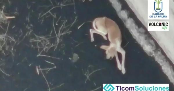 drones llevan comida a los animales aislados por la lava