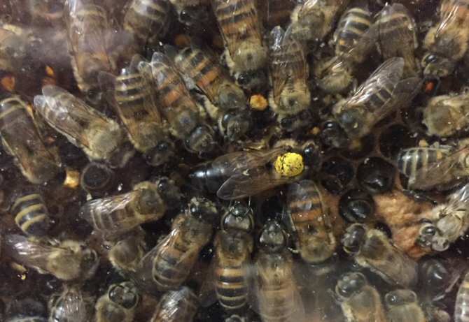 Averiguan en el lenguaje de unas abejas la distancia de sus viajes