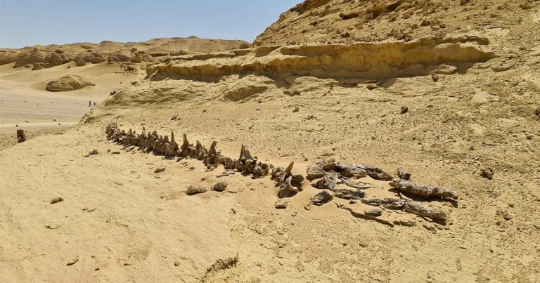 El Valle de las Ballenas, un tesoro de fósiles en el desierto de Egipto
