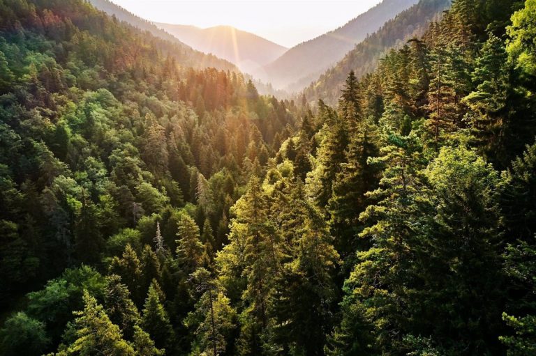 HP y WWF amplían su colaboración para abordar los impactos de la impresión en los bosques