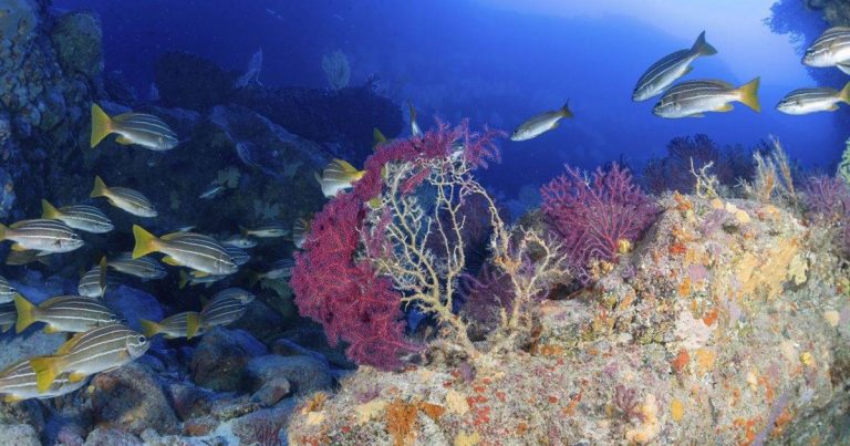 así se enfrenta la biodiversidad marina a la lava