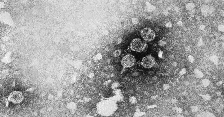 La historia del descubrimiento de la hepatitis B avanza otro paso