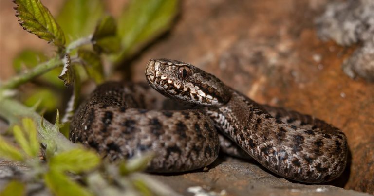 Las serpientes vivieron un ‘boom’ ecológico hace 66 millones de años