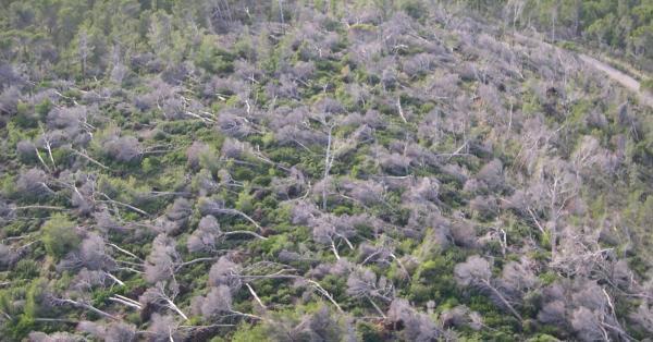 El peor temporal de viento del siglo en Mallorca afectó a más de 12.000 hectáreas