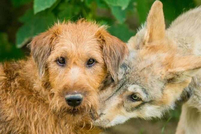 Un perro y un lobo, distintas conductas pero capaces de confraternizar