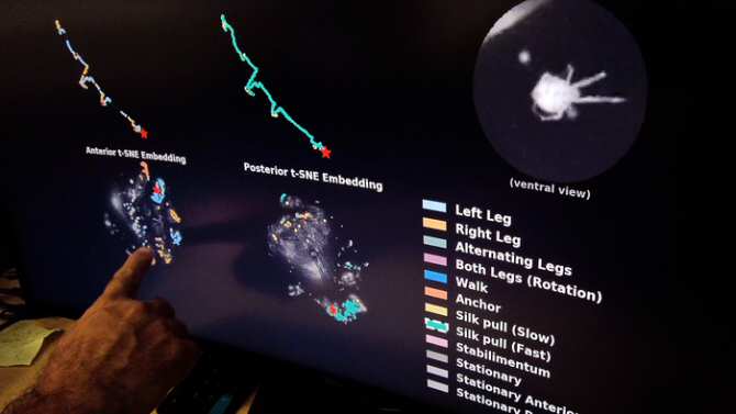 Inteligencia artificial para comprender los actos de las arañas