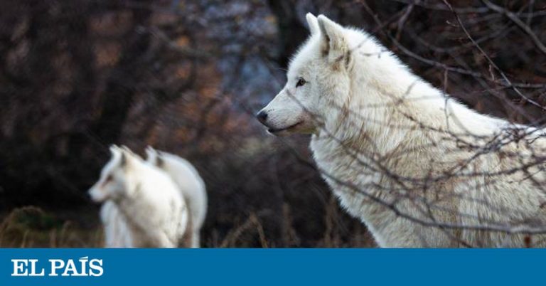 Cómo cohabitan la vida salvaje y el ser humano en el lugar más frío de Grecia | Ciencia