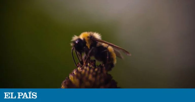 “Bueno, ya no piso ningún bicho” | Ciencia