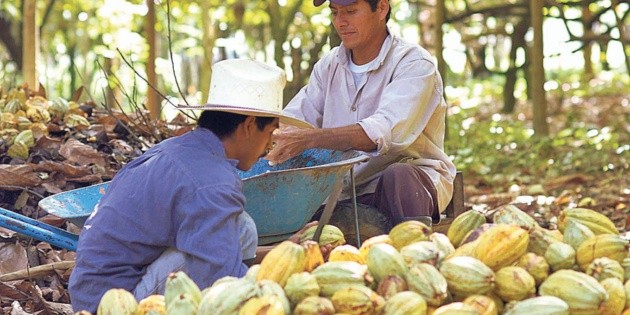 Apuestan al cultivo de cacao en espacios agroecológicos