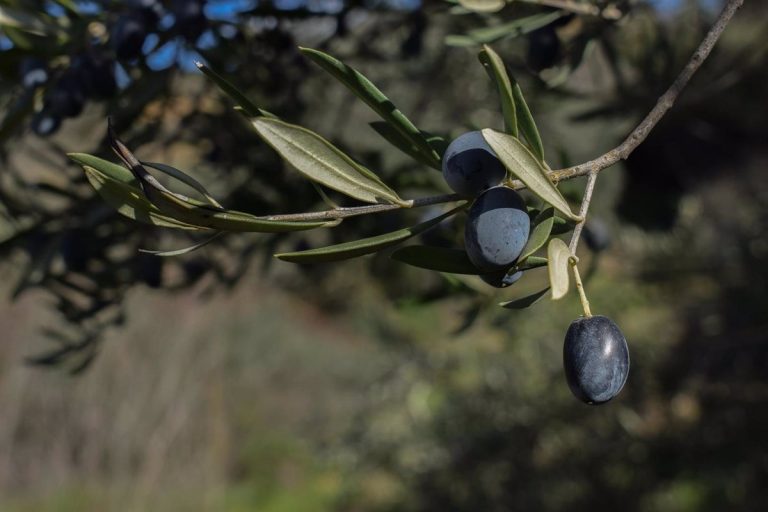 España aplaude la decisión de la OMC y pide a EEUU eliminar los aranceles contra la aceituna negra española