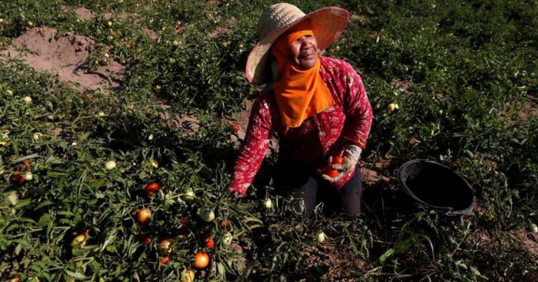 Historia profunda del tomate | Ciencia