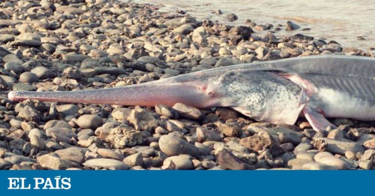 Pez remo gigante chino: La primera especie extinguida de 2020: un pez de hasta siete metros de largo | Ciencia