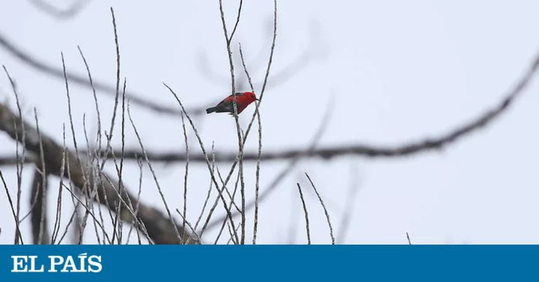 Las 10 especies de pájaros recién descubiertas que desaparecerán en 20 años | Ciencia