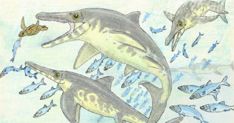 Kyhytysuka sachicarum, un nuevo macrodepredador marino del Jurásico