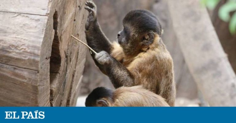 ¿Cómo se define la inteligencia en los seres vivos? | Ciencia