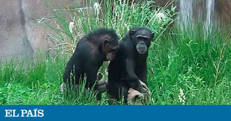 Las Chimp Sisters | Ciencia