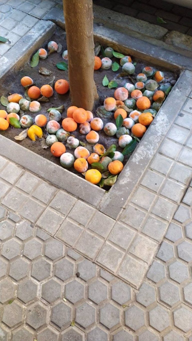 Eva Oliva reclama iniciar la recogida de las naranjas y más recursos para Lipasam