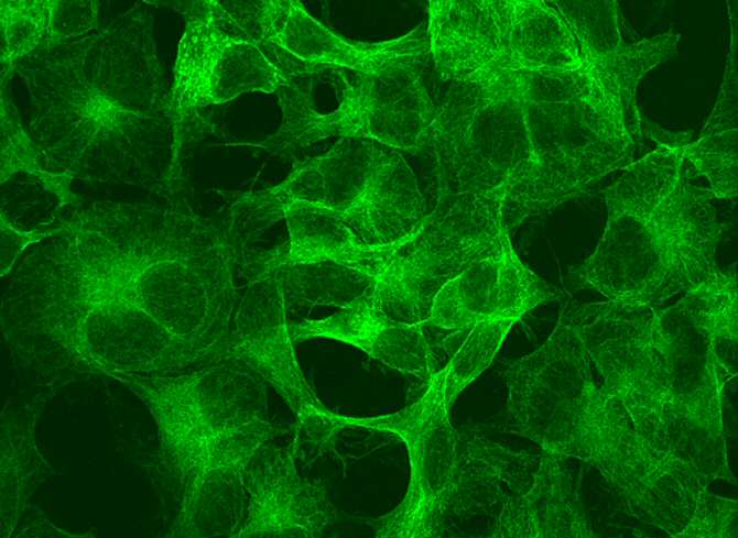Compuestos naturales logran revertir efectos de la diabetes