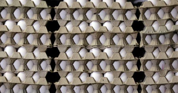 La UE investiga un brote de salmonela en cinco países vinculado a huevos españoles