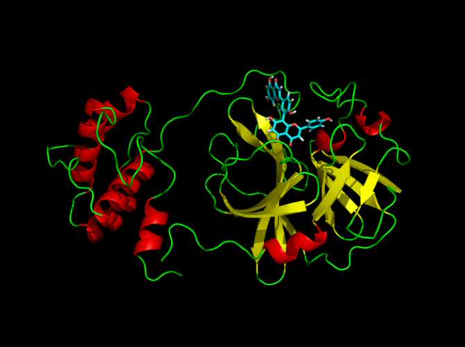 Descubren compuestos naturales que inhiben la proteasa principal del coronavirus de la COVID-19