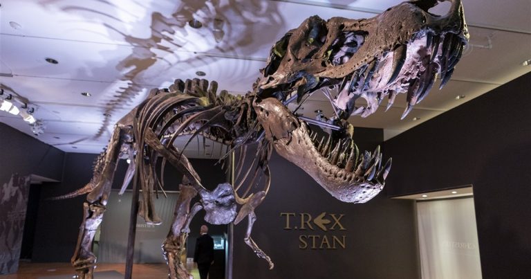 Stan, el Tyrannosaurus rex más caro del mundo se expondrá en Abu Dabi