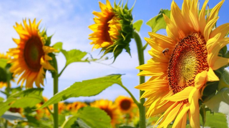La invasión de Ucrania merma el suministro de aceite de girasol
