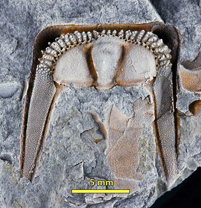 Descubren un trilobites que tenía características inéditas