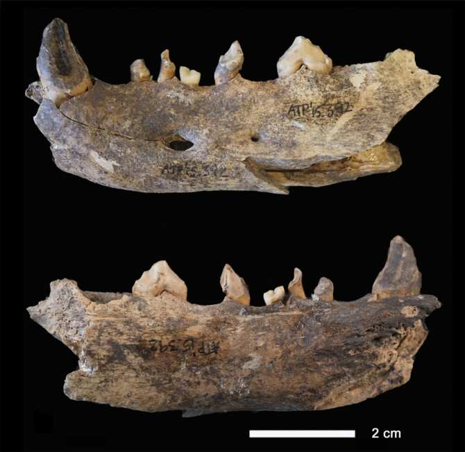 Un lugar de España donde los humanos prehistóricos comían perros