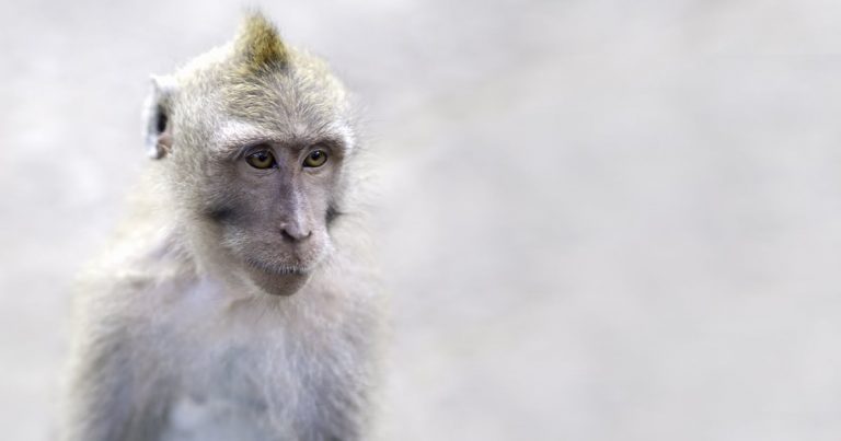 Completan el primer atlas celular del cuerpo de un primate no humano