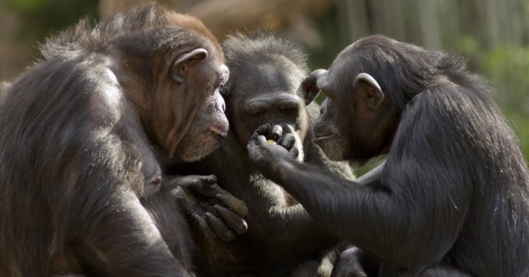Los chimpancés reconocen los cráneos de sus congéneres fallecidos